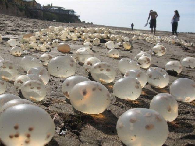 Different Odd And Interesting Things People Found On The