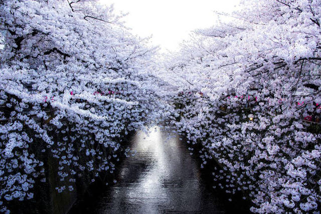 magnificent_photos_of_cherry_blossom_in_