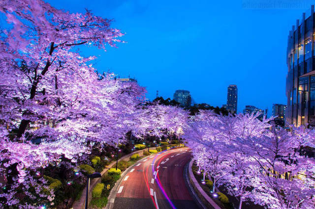 magnificent_photos_of_cherry_blossom_in_