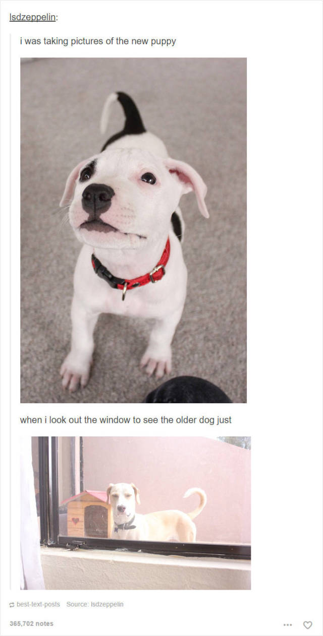These Hilarious Dog Posts On Tumblr Won't Live You ...