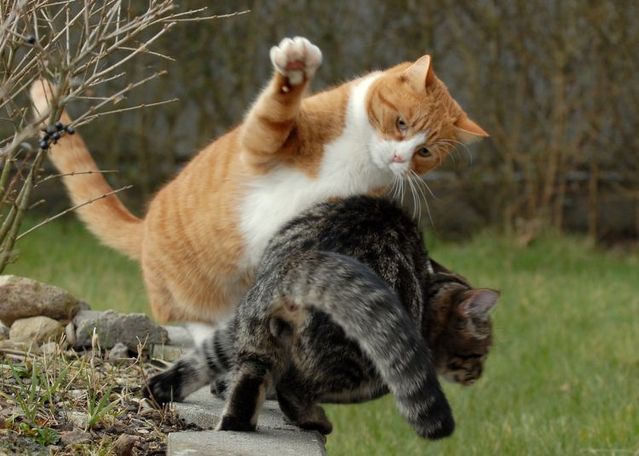 Ninja fight of two cats (17 pics)