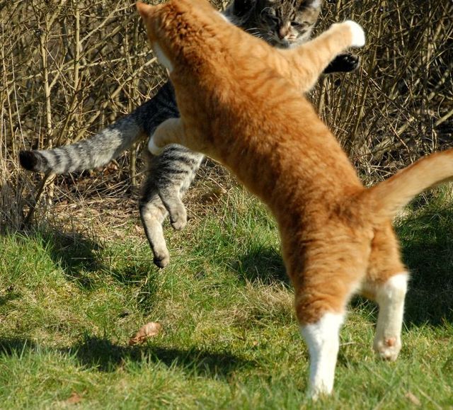 Ninja fight of two cats (17 pics)