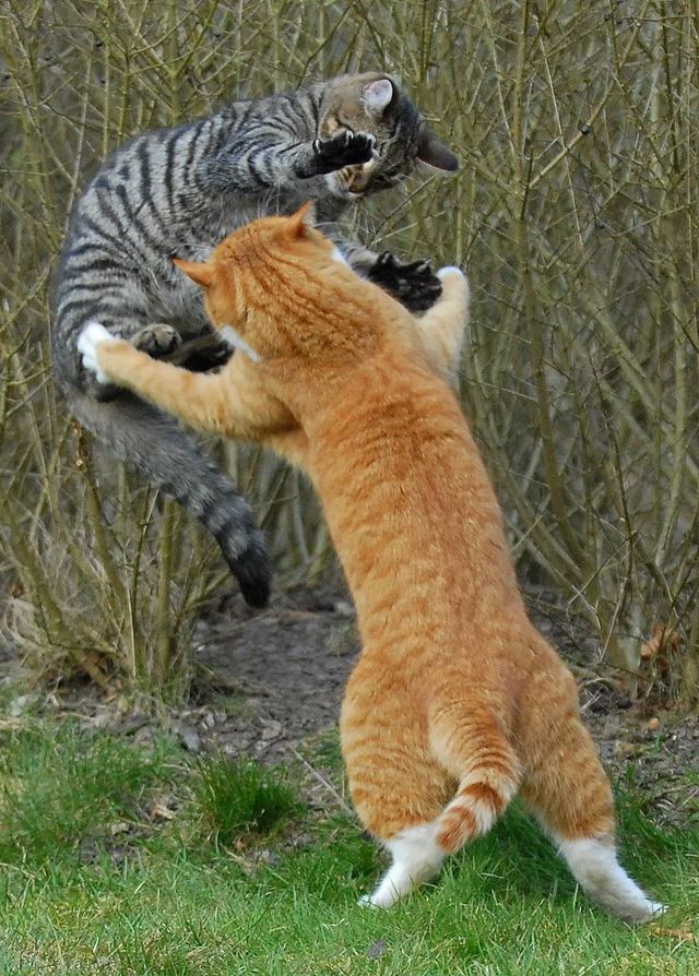 Ninja fight of two cats (17 pics) - Izismile.com