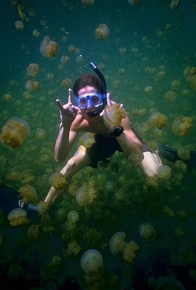 Swim among thousands of jellyfish – the most exciting adventure in Palau (17 pics + 1 video)