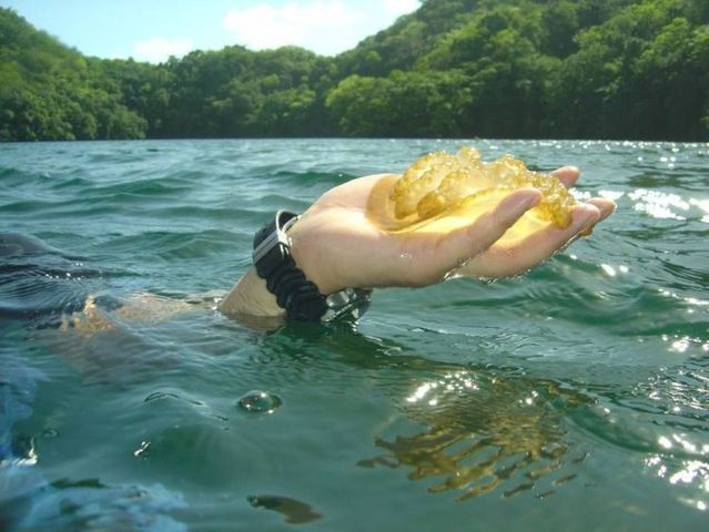 Swim among thousands of jellyfish – the most exciting adventure in Palau (17 pics + 1 video)