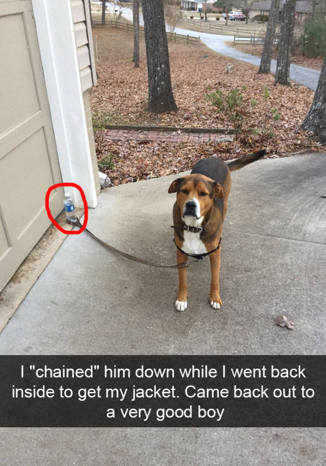 A Hilarious Insight Into The Real Lives Of Animals Via Snapchat