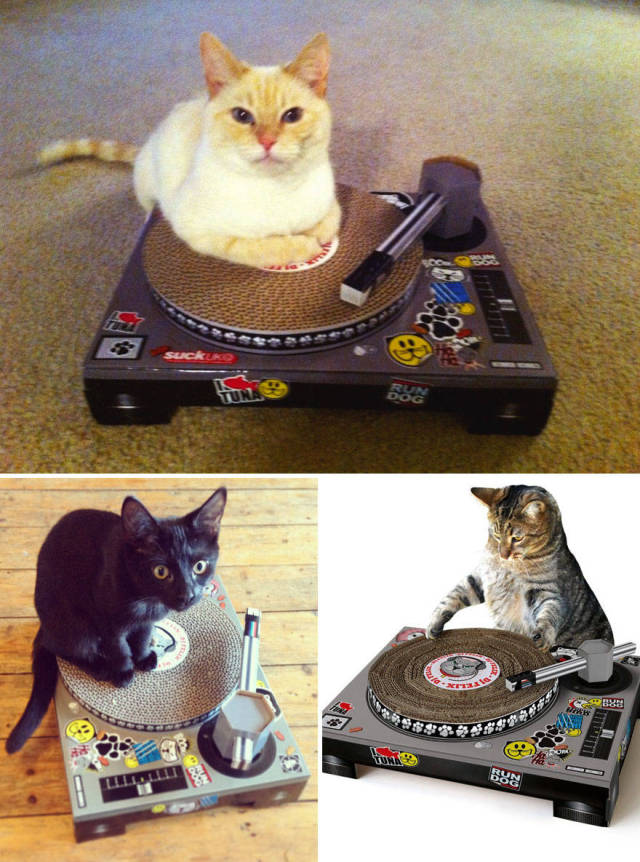 Well, These Are Officially The Best Accessories For Cats Ever Made!