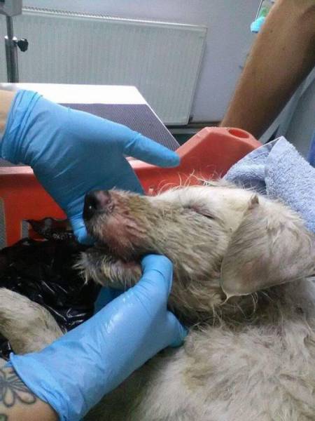 Dog Was Left To Die A Cruel Death, But Was Saved In Her Last Moments