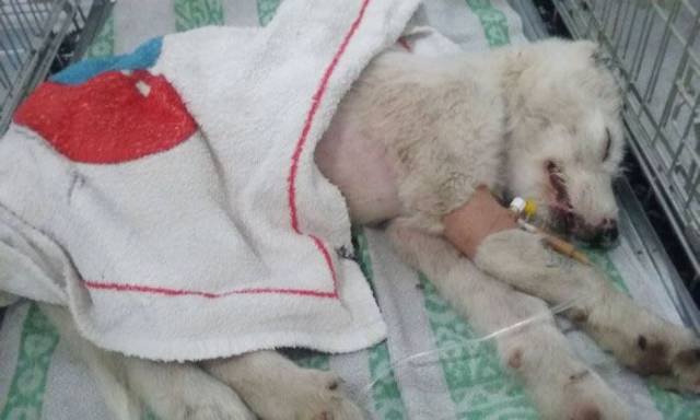 Dog Was Left To Die A Cruel Death, But Was Saved In Her Last Moments