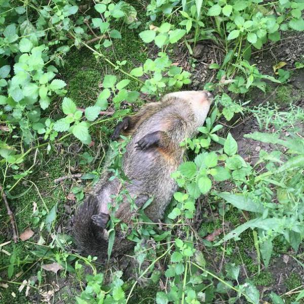 Blind Woodchuck Saved From Certain Death Becomes A Human Family Member
