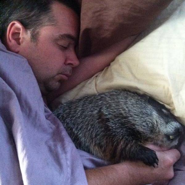 Blind Woodchuck Saved From Certain Death Becomes A Human Family Member