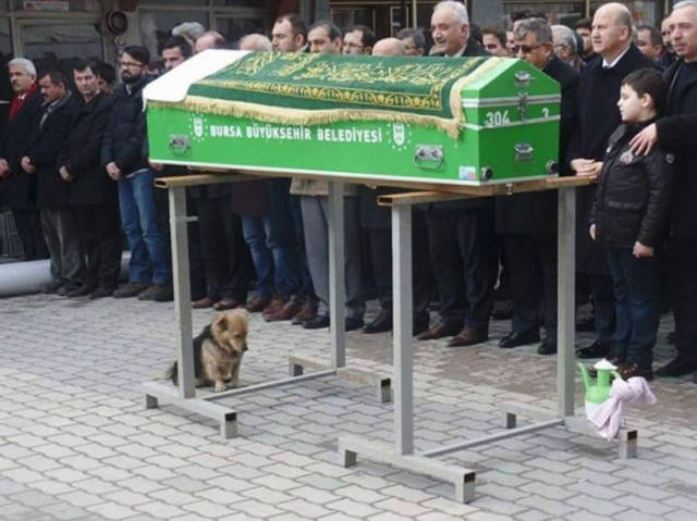 This Dog Is The Symbol Of Eternal Loyalty