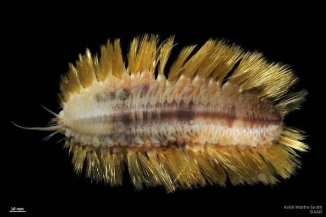 Probably, This Worm Is Another Reason Why People Don’t Live In Antarctica