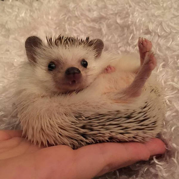 Hedgehogs Should Be In Vocabularies Under The Word “Cuteness”