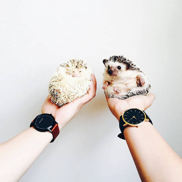 Hedgehogs Should Be In Vocabularies Under The Word “Cuteness”