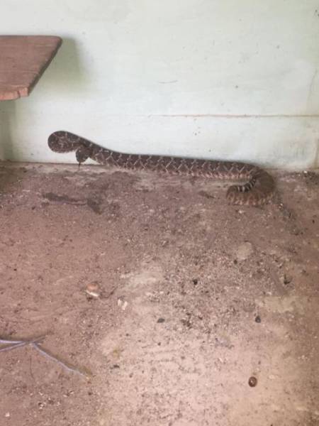 24 Rattlesnakes Living In The House - Just Texas Things