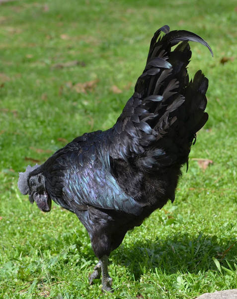 Probably, The Darkest Thing In The World – The Rare Black Ayam Cemani Chicken
