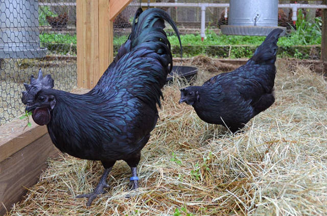 Probably, The Darkest Thing In The World – The Rare Black Ayam Cemani Chicken