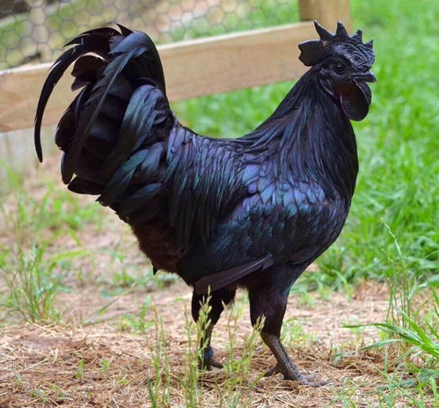 Probably, The Darkest Thing In The World – The Rare Black Ayam Cemani Chicken