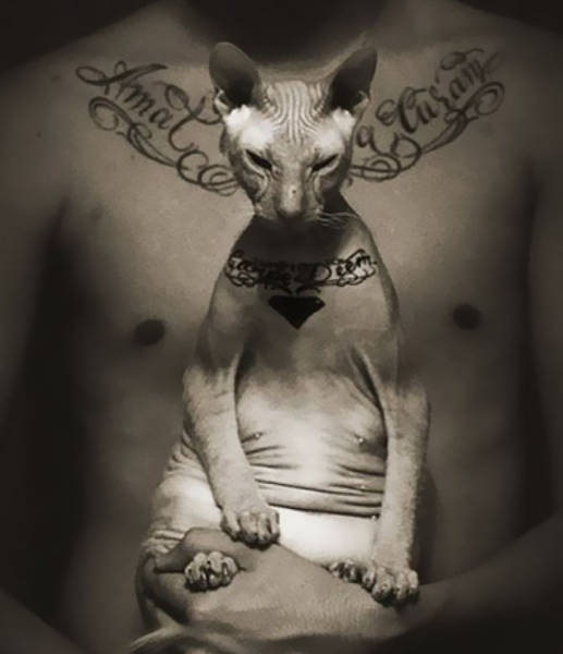 Tattoo Artist Decided It Would Be A Nice Idea To Tattoo His Sphynx Cat, And Internet Is Furious About It