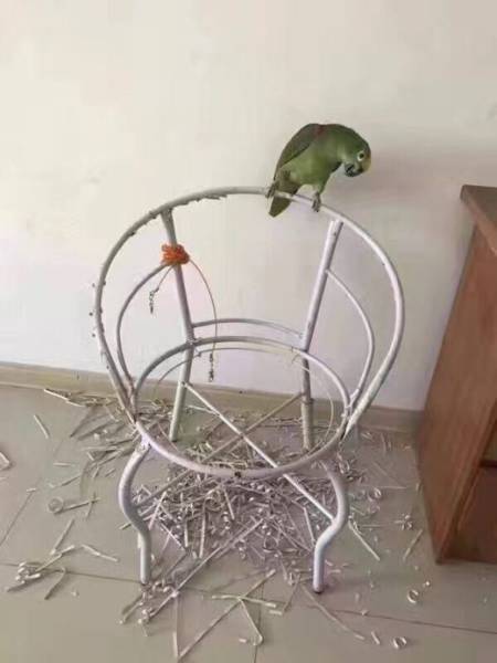Actually, Parrots Are Not That Innocent