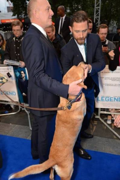 Tom Hardy + Dogs = Love Forever