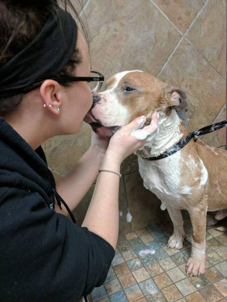 Pitbull Can’t Express Love To His New Mistress Strongly Enough After He Was Adopted And Saved From Death