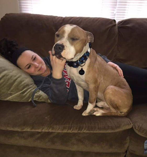 Pitbull Can’t Express Love To His New Mistress Strongly Enough After He Was Adopted And Saved From Death