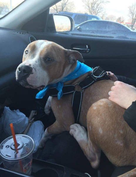 Pitbull Can’t Express Love To His New Mistress Strongly Enough After He Was Adopted And Saved From Death
