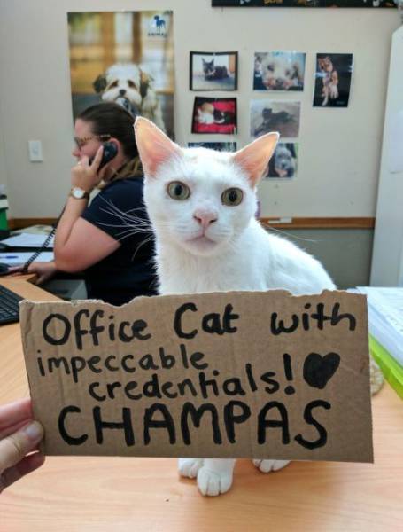 Meet Champas – An Adorable Cat Who Just Can’t Seem To Find His Place In This World