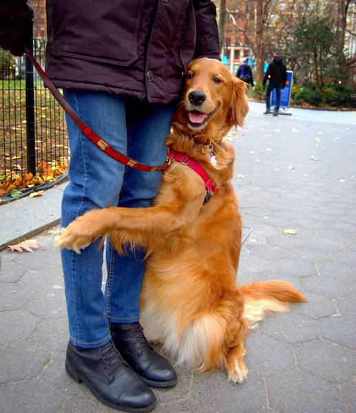 “Free Hugs” Receives It’s Dog Version Via This Cute Golden Retriever