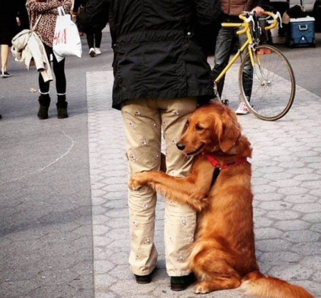 “Free Hugs” Receives It’s Dog Version Via This Cute Golden Retriever