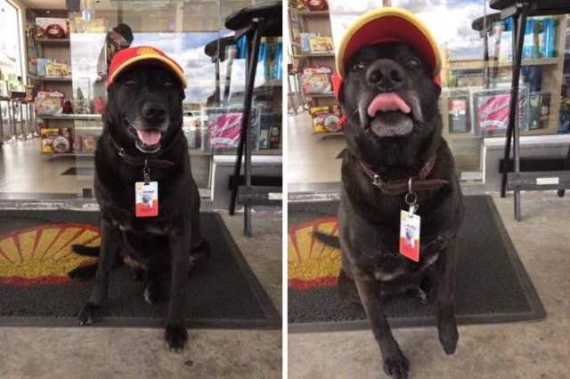 Abandoned Dog Gets His Second Chance As An Amazing Customer Service Worker