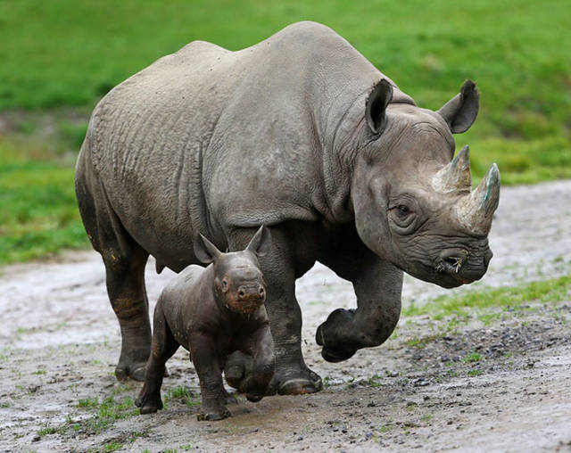 National Park Has Found A Very… Unconventional Way To Save Rhinos