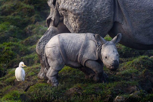 National Park Has Found A Very… Unconventional Way To Save Rhinos