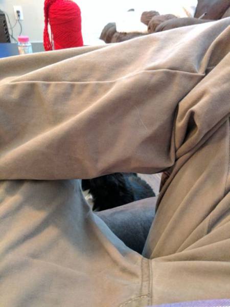 This Cat Just Can’t Resist The Temptation When His Owner Teases Him