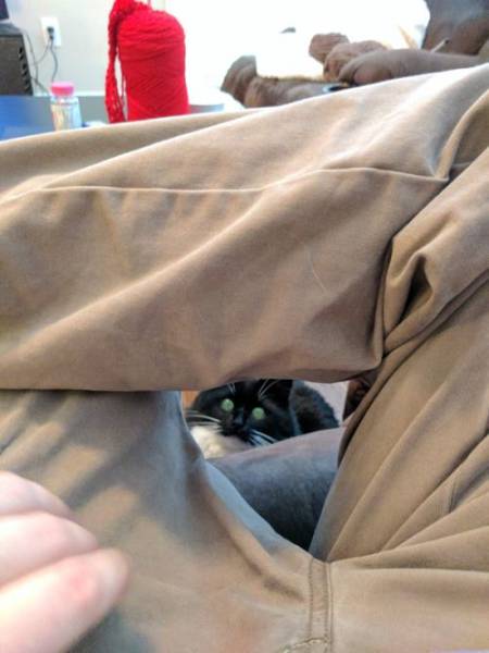 This Cat Just Can’t Resist The Temptation When His Owner Teases Him
