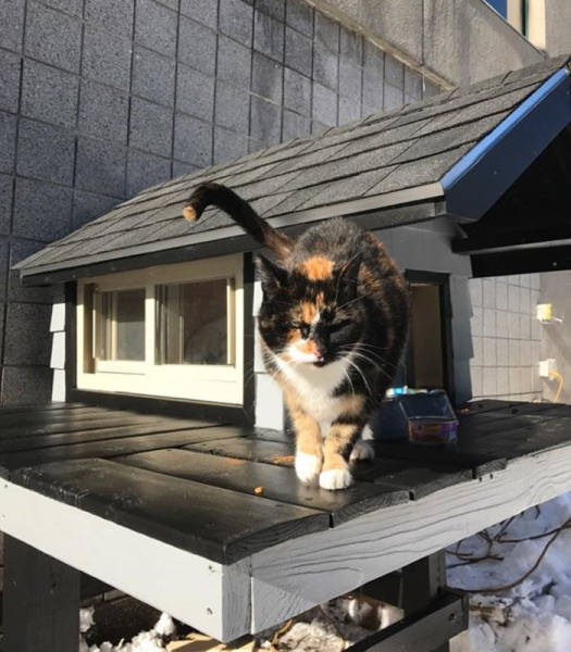 This Cat Got A Better Apartment Than Many People