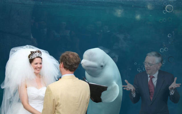 It’s Kinda Embarrassing When Beluga Whale Is The Most Important Thing At Your Wedding