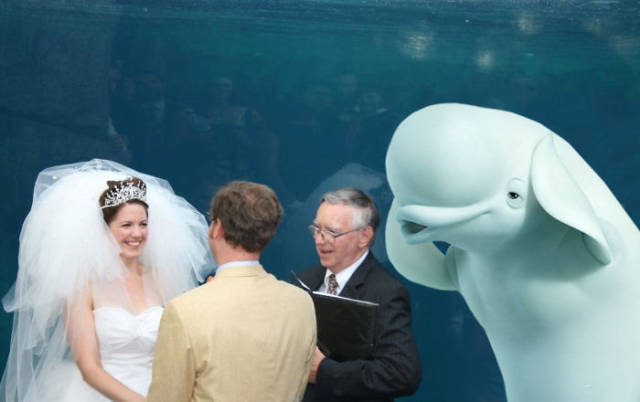 It’s Kinda Embarrassing When Beluga Whale Is The Most Important Thing At Your Wedding