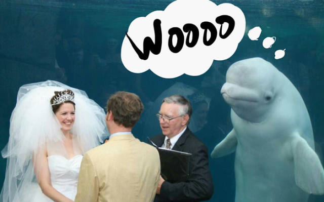 It’s Kinda Embarrassing When Beluga Whale Is The Most Important Thing At Your Wedding