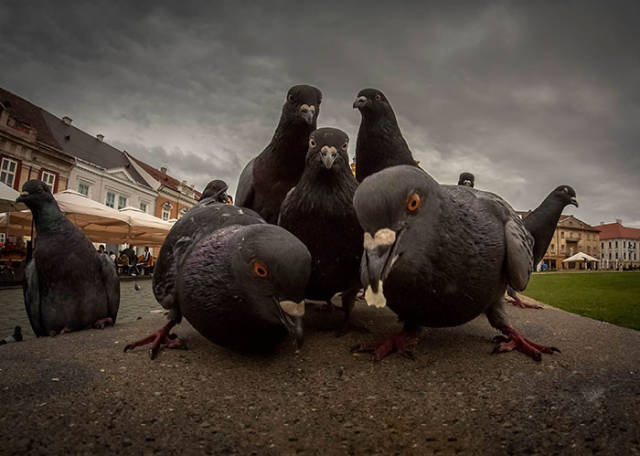 When Animals Look More Badass Than Your Favorite Music Band