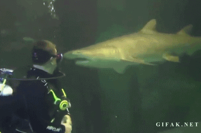 Sharks Rule The World’s Waters, Whether You Like It Or Not