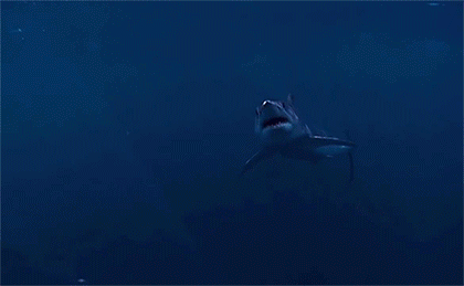 Sharks Rule The World’s Waters, Whether You Like It Or Not