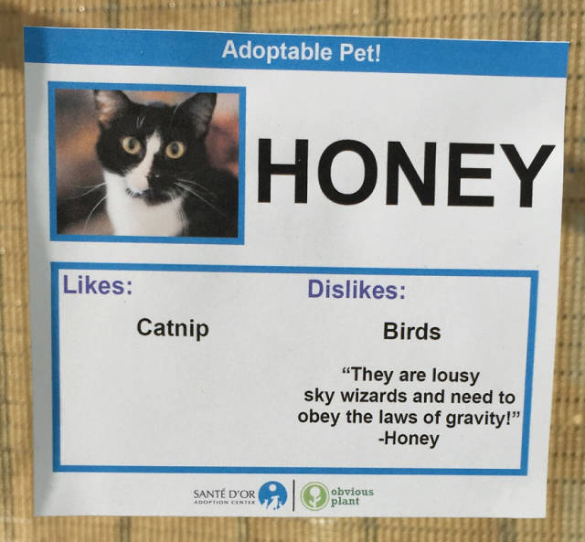 These Cats Get Their Social Network Pages To Find A New Home Faster