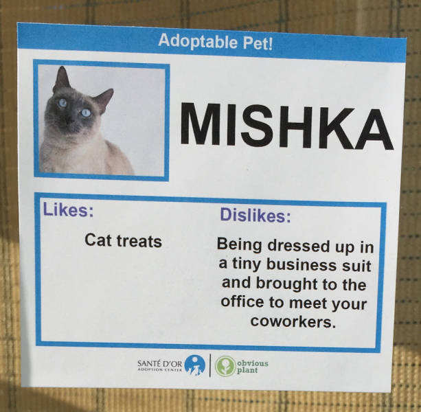 These Cats Get Their Social Network Pages To Find A New Home Faster