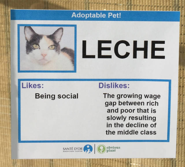 These Cats Get Their Social Network Pages To Find A New Home Faster