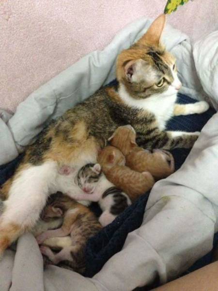 Woah, Turns Out Cats Can Be Loving Parents Too!