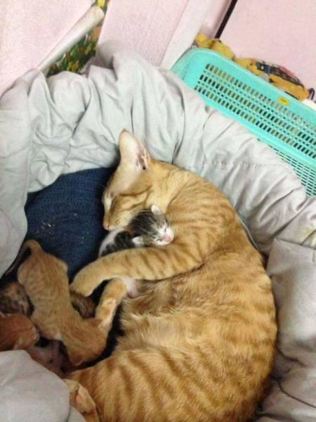 Woah, Turns Out Cats Can Be Loving Parents Too!