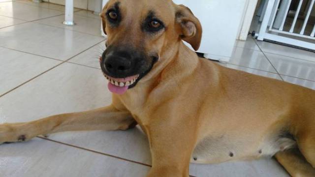 This Dog Really Knows How To Shock Her Owner With Her Hollywood Smile